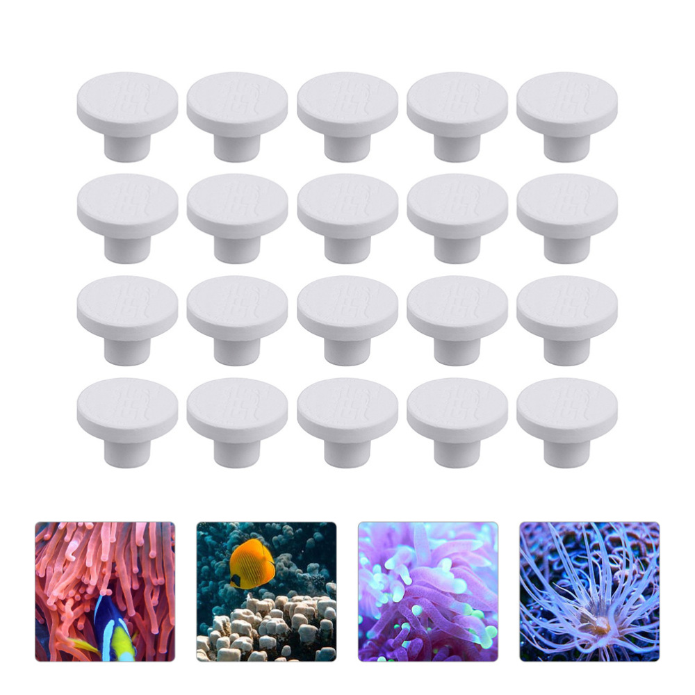 SPS Ceramic Coral Frag Plugs B - đánh giá và giá Shelly Plug